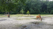 Tiergehege im Finsterwalder Tier- u. Spielpark